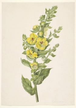 An image of Drawing